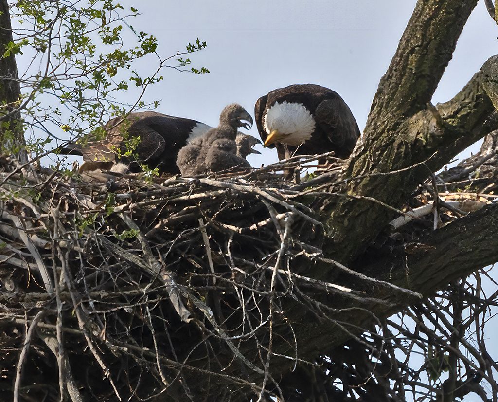 seankirst's tweet card. Bald eagles have returned to Onondaga Lake, drawing many people from around the area who hope to see the eagles take flight.