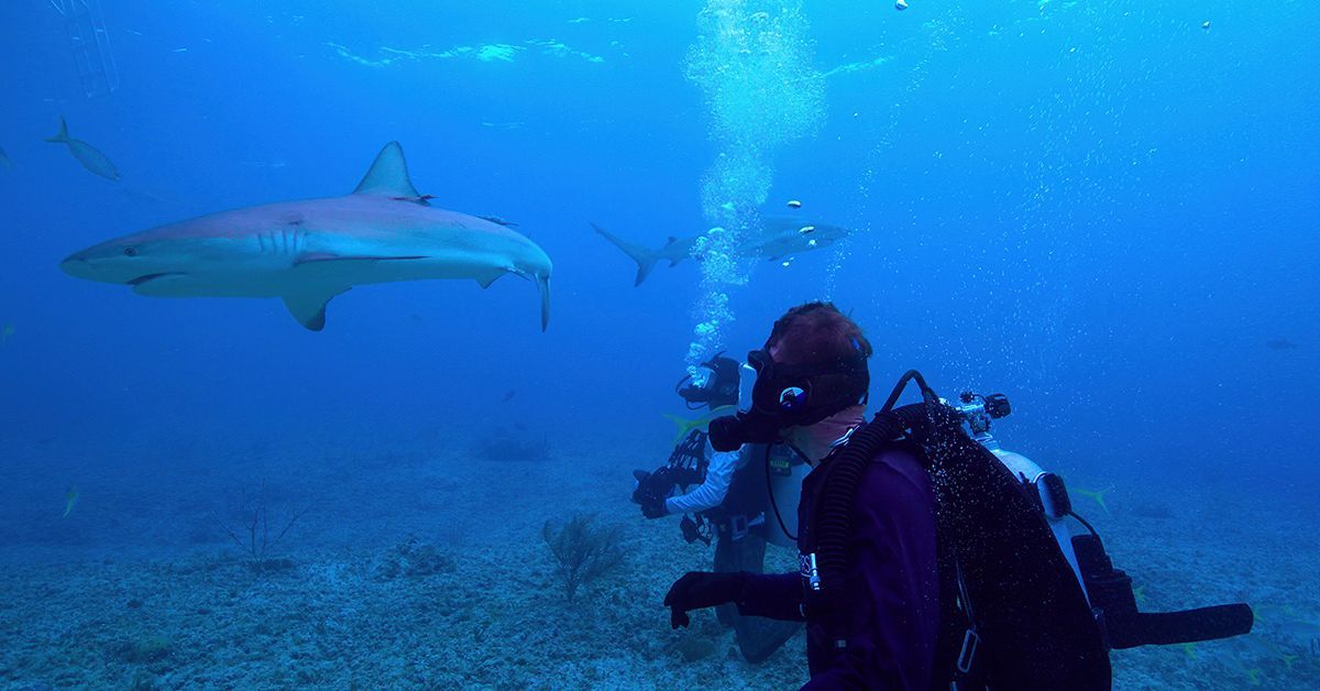 russmadisonjr's tweet card. Brendan Talwar, a marine fisheries ecologist at UC San Diego’s Scripps Institution of Oceanography, is a contestant in Netflix's new series All The Sharks. Set to be released on July 4, the series...