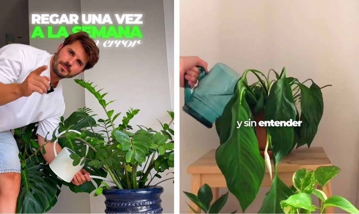 dsconecta's tweet card. Regar las plantas una vez por semana, siempre en el mismo día y a la misma hora, puede parecer una rutina...