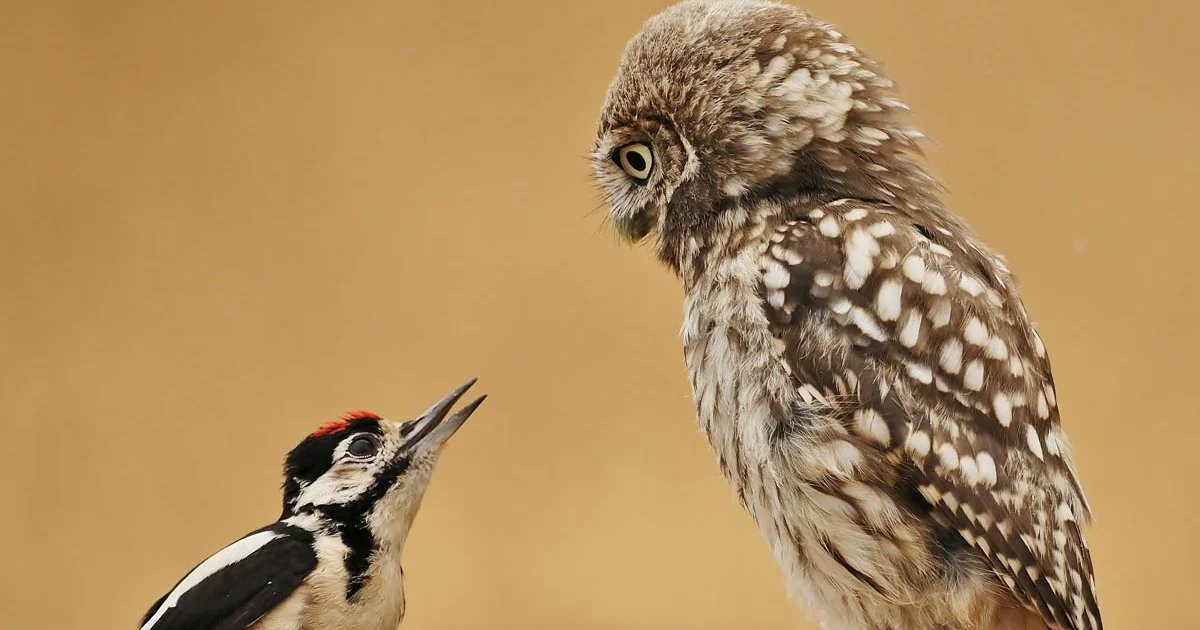 BirdGuides's tweet card. An unusual interaction between a woodpecker and an owl wins Clive Daelman the BirdGuides Photo of the Week award for 14-20 July 2025.