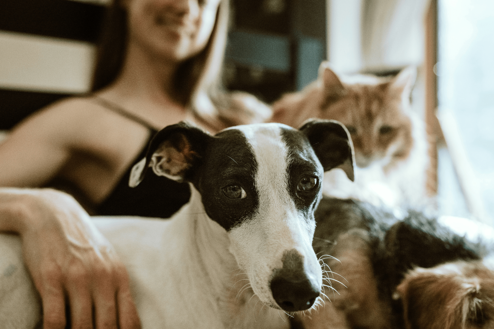 LTA_London's tweet card. Learn more about the short and long-term effects of smoking on your pet.