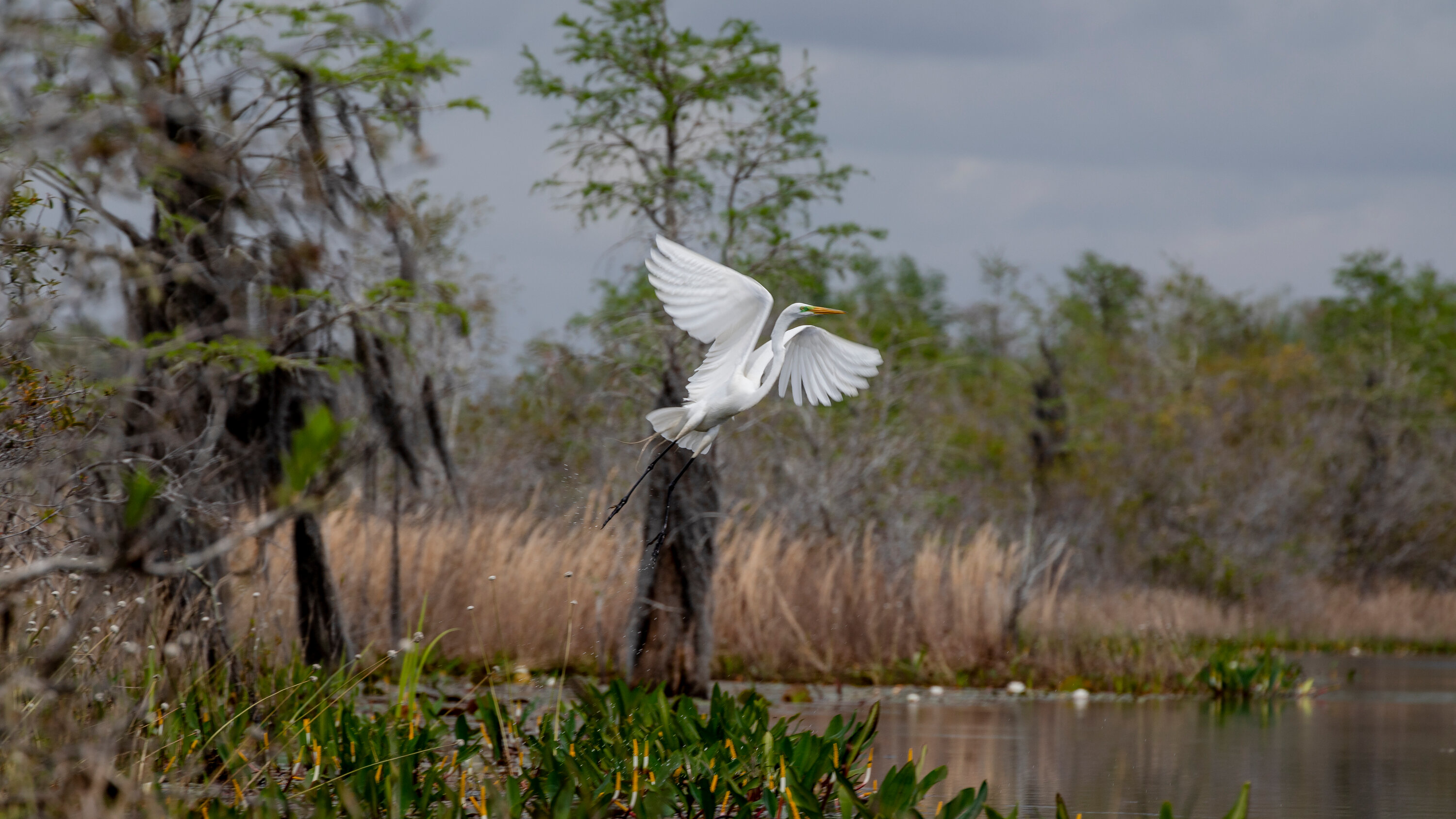 BriteHeartNow's tweet card. What has happened to the Okefenokee makes me think that all is not yet lost.