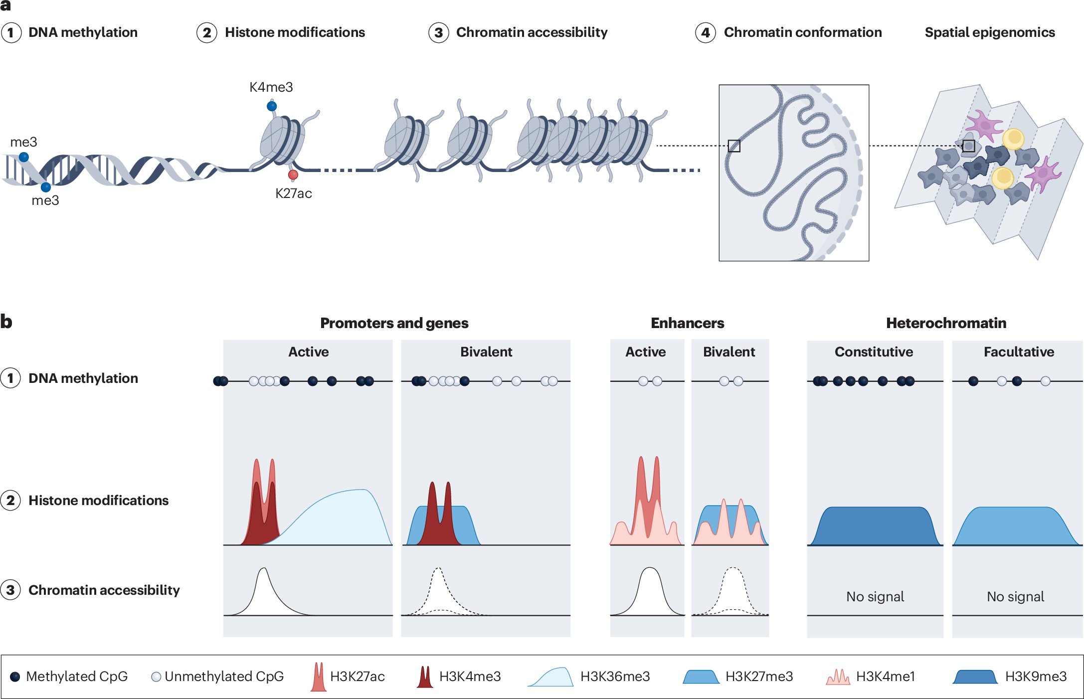 MatLupien's tweet card. Nature Reviews Cancer - Single-cell epigenomic technologies are refining our understanding of cancer evolution. Here Laisné et al. describe how epigenomic heterogeneity generates dynamic...