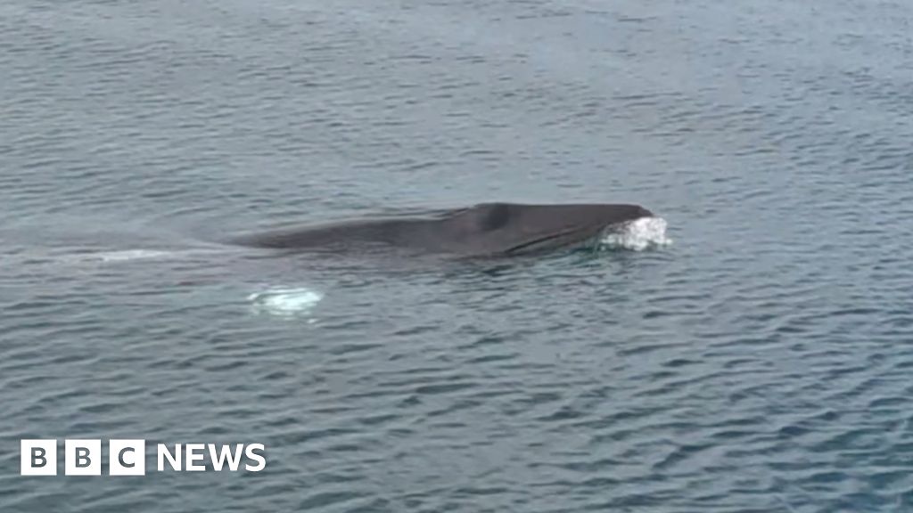 OceanaUK's tweet card. Marine mammal experts are surprised to see three minke whales close to their boat.