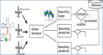 RNASeqBlog's tweet card. Direct RNA Oxford Nanopore sequencing distinguishes between modifications in tRNA at the U34 position