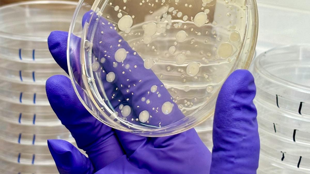 iamsamayp's tweet card. Study shows predatory bacteria Myxococcus xanthus in soil communities drives antimicrobial resistance through microbial interactions, published in Current Biology.