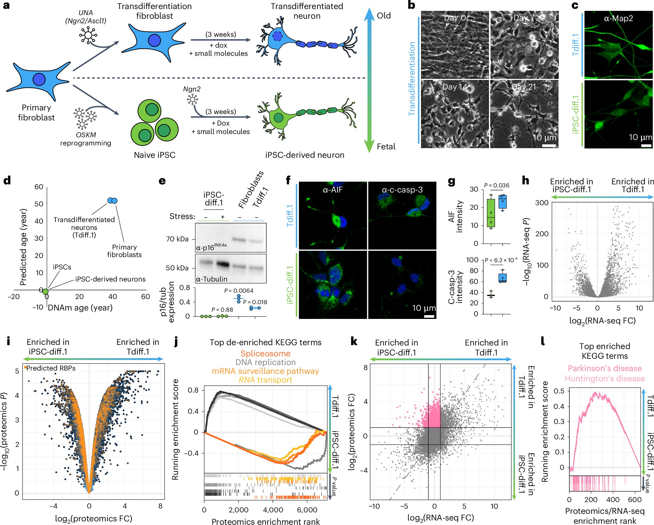 CanAkerman's tweet card. Nature Neuroscience - Rhine et al. find that neuronal aging leads to widespread dysregulation of RNA biology, including mislocalization of splicing proteins like TDP-43, chronic cellular stress and...
