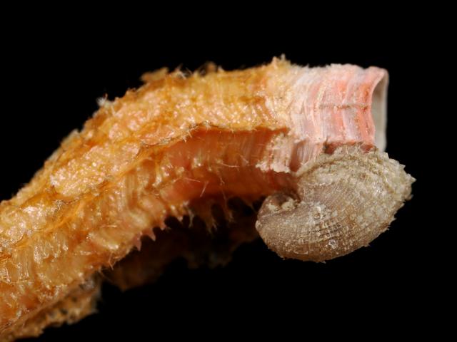 HPI_network's tweet card. By Dr. James Wasmuth Edited by Parker Volk Take a look at the photo below (Image 1). What do you think is it? No peaking at the other pictures! Can you guess what it is? Source: Maria Bryne; When I…