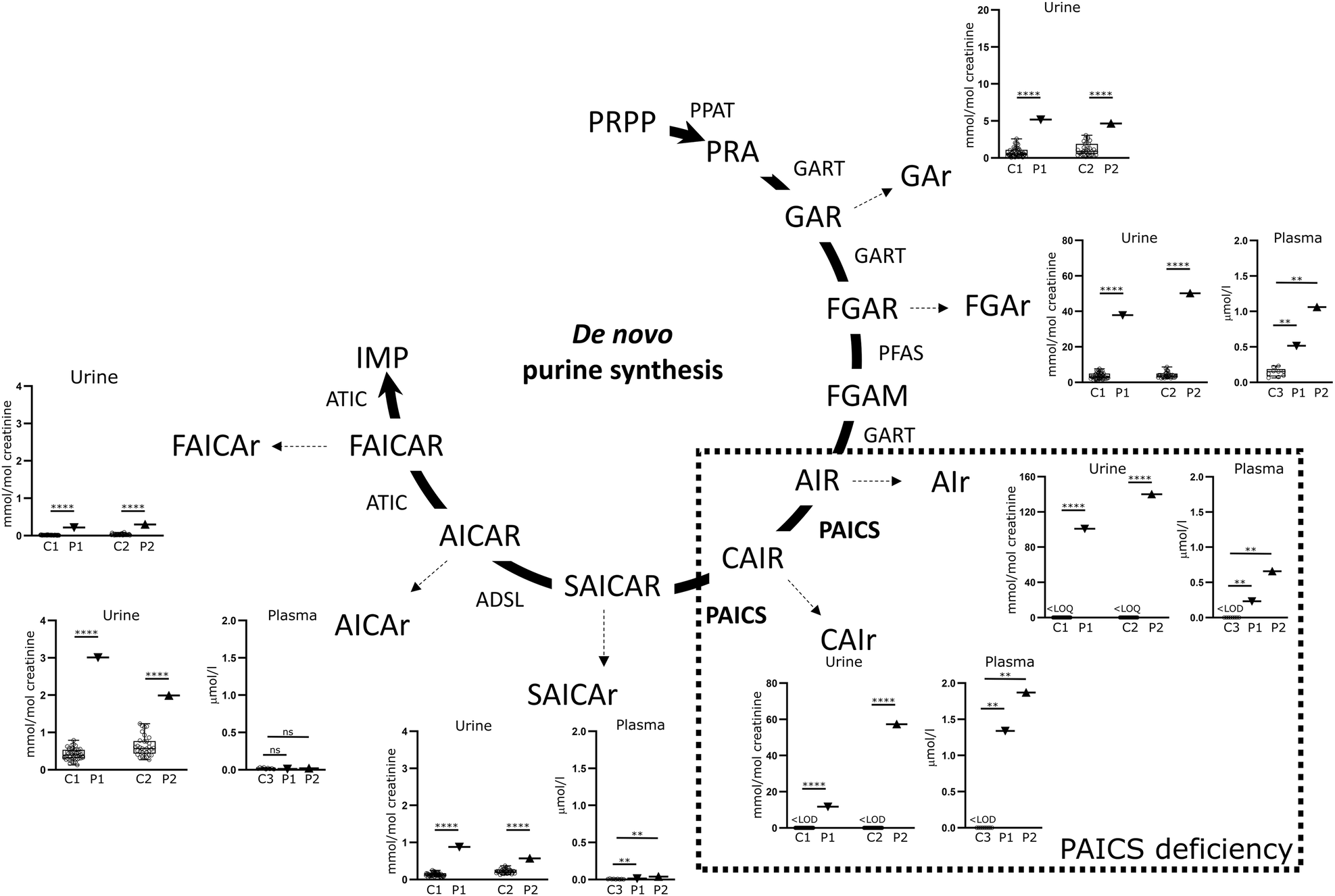 ejhg_journal's tweet card. European Journal of Human Genetics - Expanding clinical spectrum of PAICS deficiency: Comprehensive analysis of two sibling cases