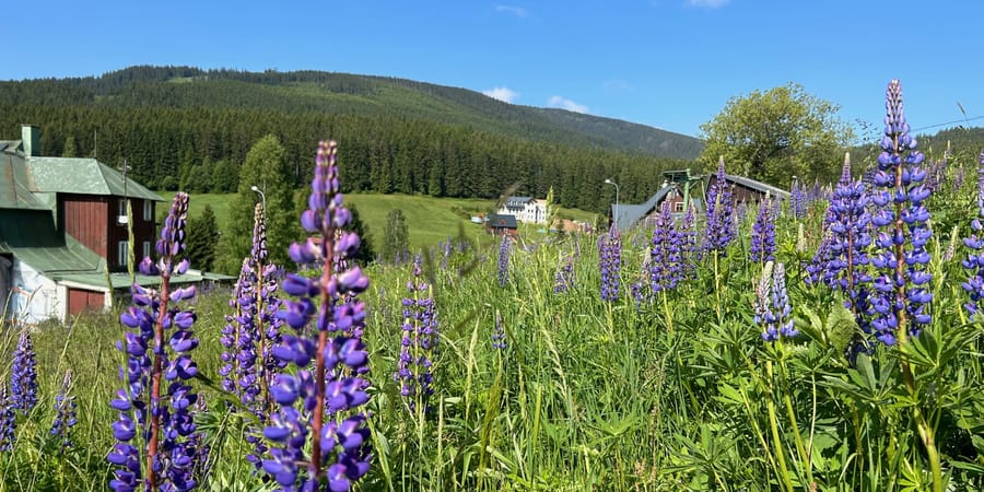 RadioPrague's tweet card. The Krkonoše National Park in the northeast of Czechia is facing a serious challenge: an invasive plant known as lupine is taking over its meadows. 