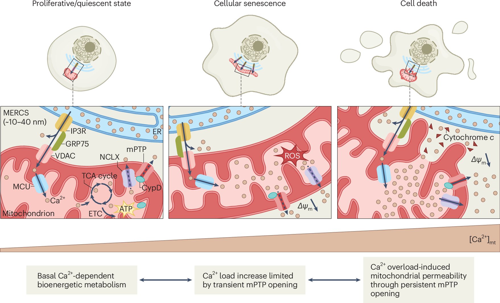 NatureAging's tweet card. Nature Aging - Manipulating senescent cells by eliminating them or by modifying their activity has attracted huge interest for its potential to delay or even treat many age-related diseases, and to...