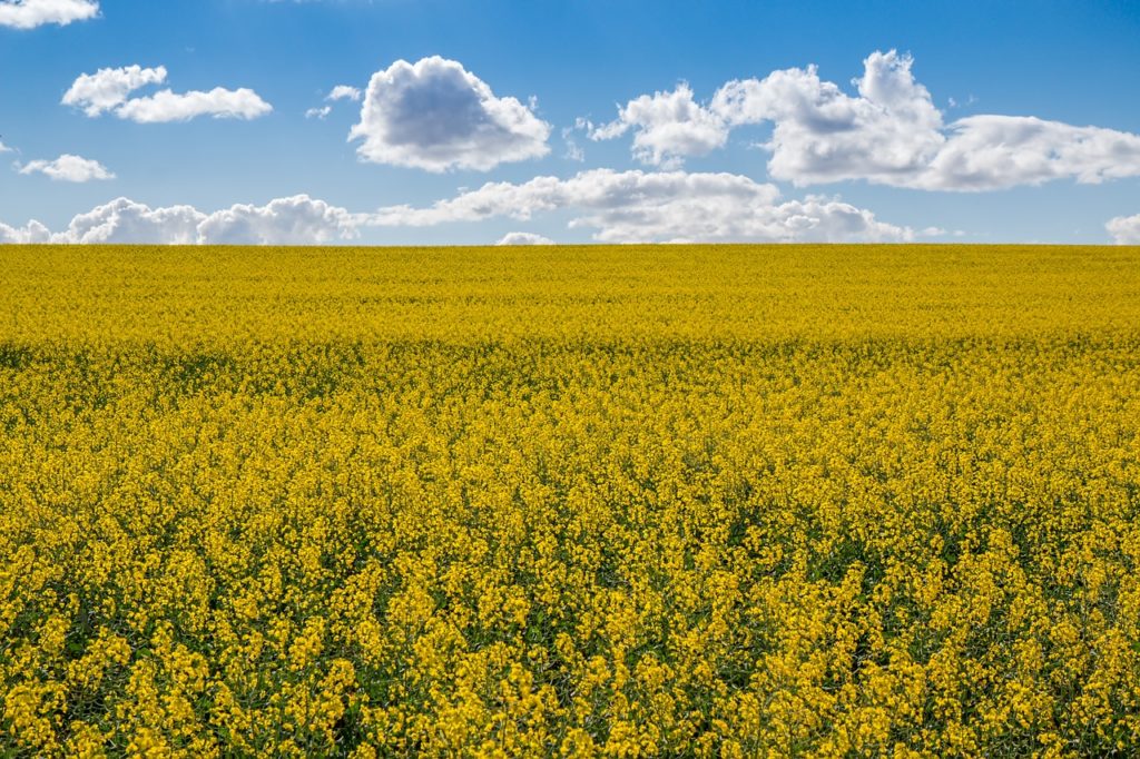 NonGMOProject's tweet card. For Cibus, regulatory clarity isn’t just a box to check—it’s a turning point. The San Diego–based agricultural technology company with operations in
