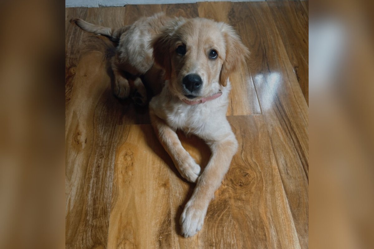 EADT24's tweet card. A puppy has been returned after being stolen from a home in Ipswich, with an investigation continuing into two suspects running away from the home.