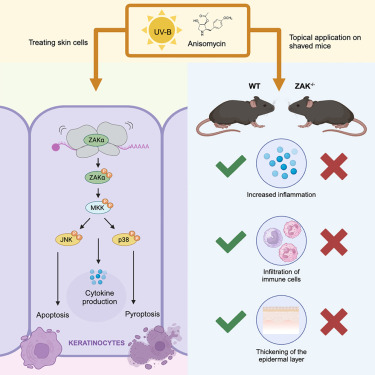 HSalmonowicz's tweet card. The acute skin reaction to sunburn, encompassing keratinocyte cell death, inflammation, and epidermal thickening, has traditionally been ascribed to DNA damage responses. Using a mouse model defici...