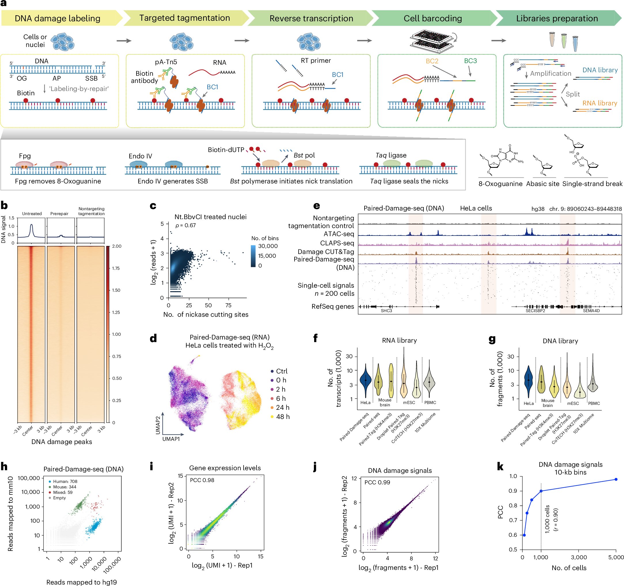 chenxuzhu's tweet card. Nature Methods - This work presents an in situ labeling-by-repair strategy, Paired-Damage-seq, to achieve joint profiling of oxidative and single-stranded DNA damage alongside gene expression in...