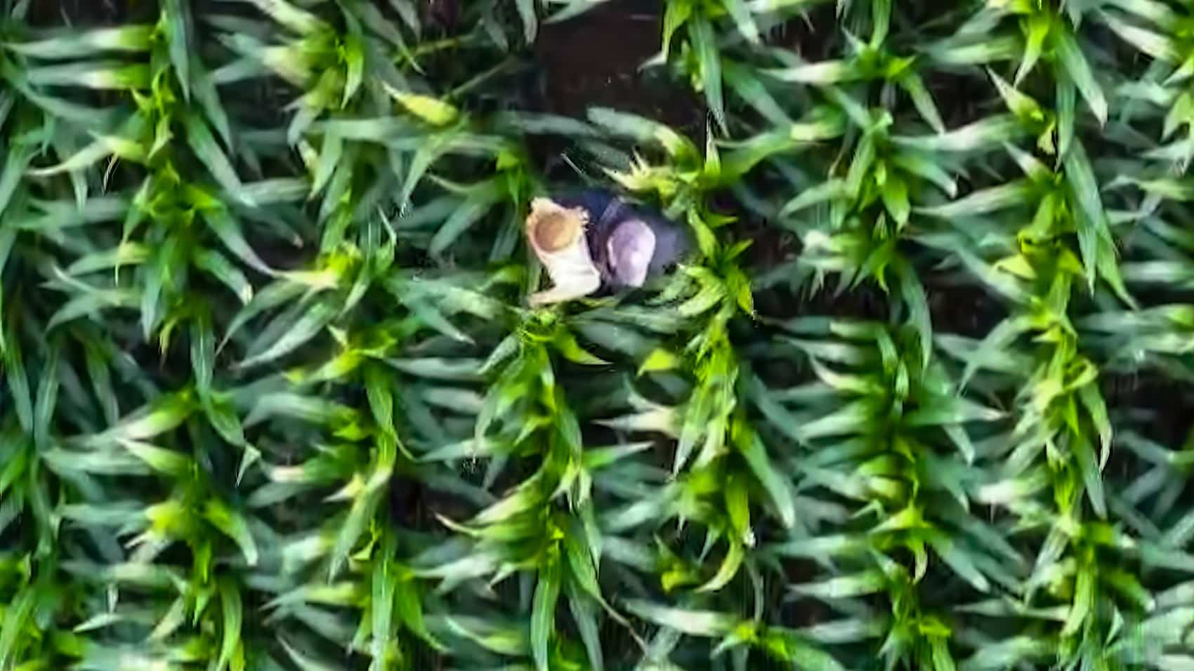 DroneXL1's tweet card. Drone fans, prepare to have your heartstrings tugged! A volunteer drone pilot in Milton, Wisconsin, used a DJI drone to find a missing 4-year-old girl in a dense cornfield.