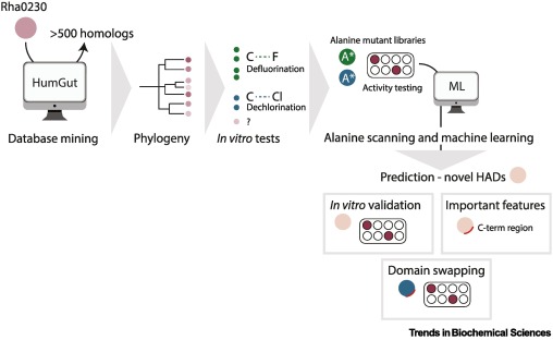 TrendsBiochem's tweet card. The gut microbiota harbors a vast array of enzymes, many with unknown functions. In a recent study, Probst et al. mined this ecosystem to identify potential defluorinating enzymes. Combining molecu...