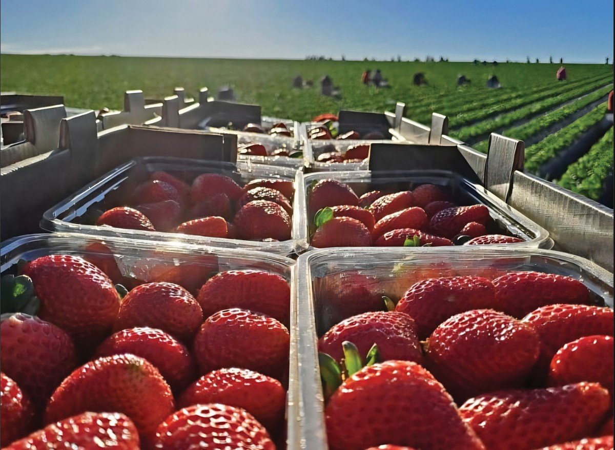 Innovators's tweet card. SAN DIEGO – “Farmers are fairly hard-headed; we struggle with change.” To Matt Conroy – a district manager with agriculture, farming and technology company GoodFarms – the agricultural industry has...