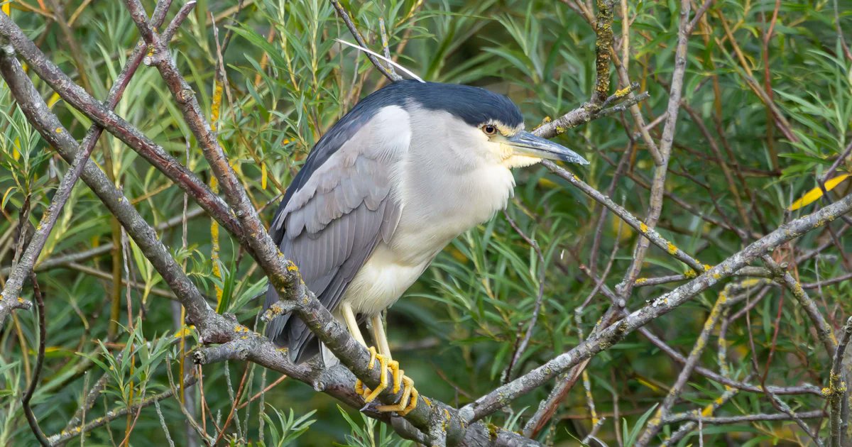 BirdGuides's tweet card. Ed Stubbs reports on the best birds seen in Britain, Ireland and the Western Palearctic in the BirdGuides Review of the Week for 14-20 July 2025. The seawatching season continued to produce surpris...