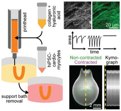 Engel_FB_Lab's tweet card. 3D-bioprinting is a promising technology to generate cardiac tissues as models or for organ repair. However, printing functional tissues in a direct manner has proven difficult. In this work,...