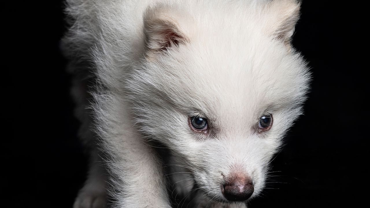 ArianeEThomas's tweet card. Colossal, a genetics startup, has birthed three pups that contain ancient DNA retrieved from the remains of the animal’s extinct ancestors. Is the woolly mammoth next?