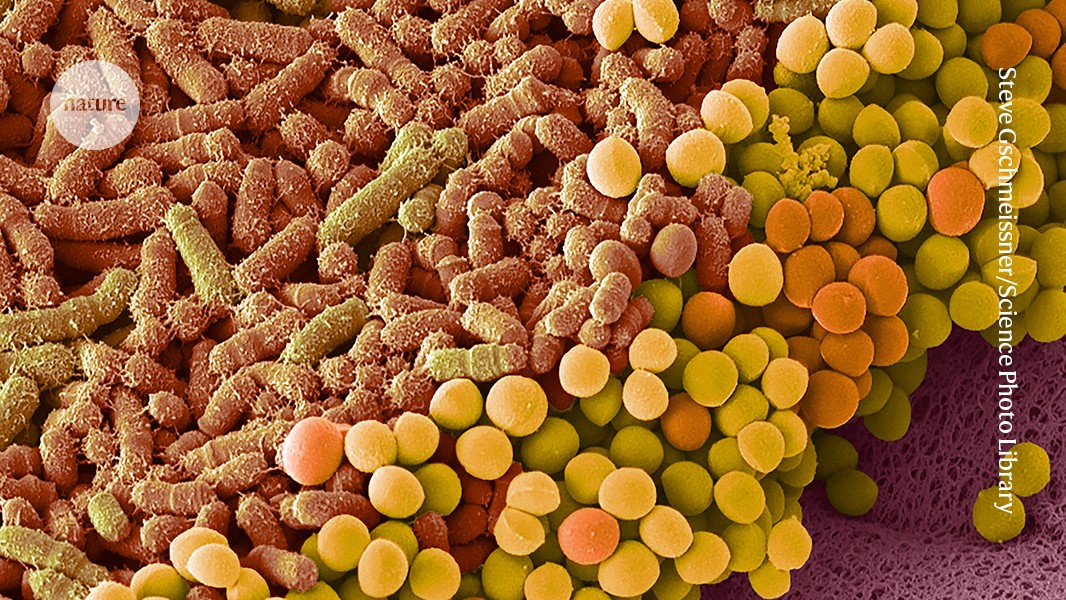 garthrapeport's tweet card. Nature - Cancer therapies called checkpoint inhibitor drugs, which ratchet up the immune system, work better when this bacterium is around.