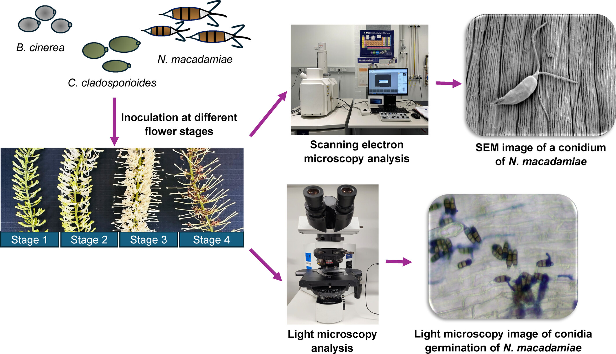 BSPPjournals's tweet card. Light and scanning electron microscopy revealed the distinct infection mechanisms of Botrytis cinerea, Cladosporium cladosporioides and Neopestalotiospis macadamiae at different flower stages in...