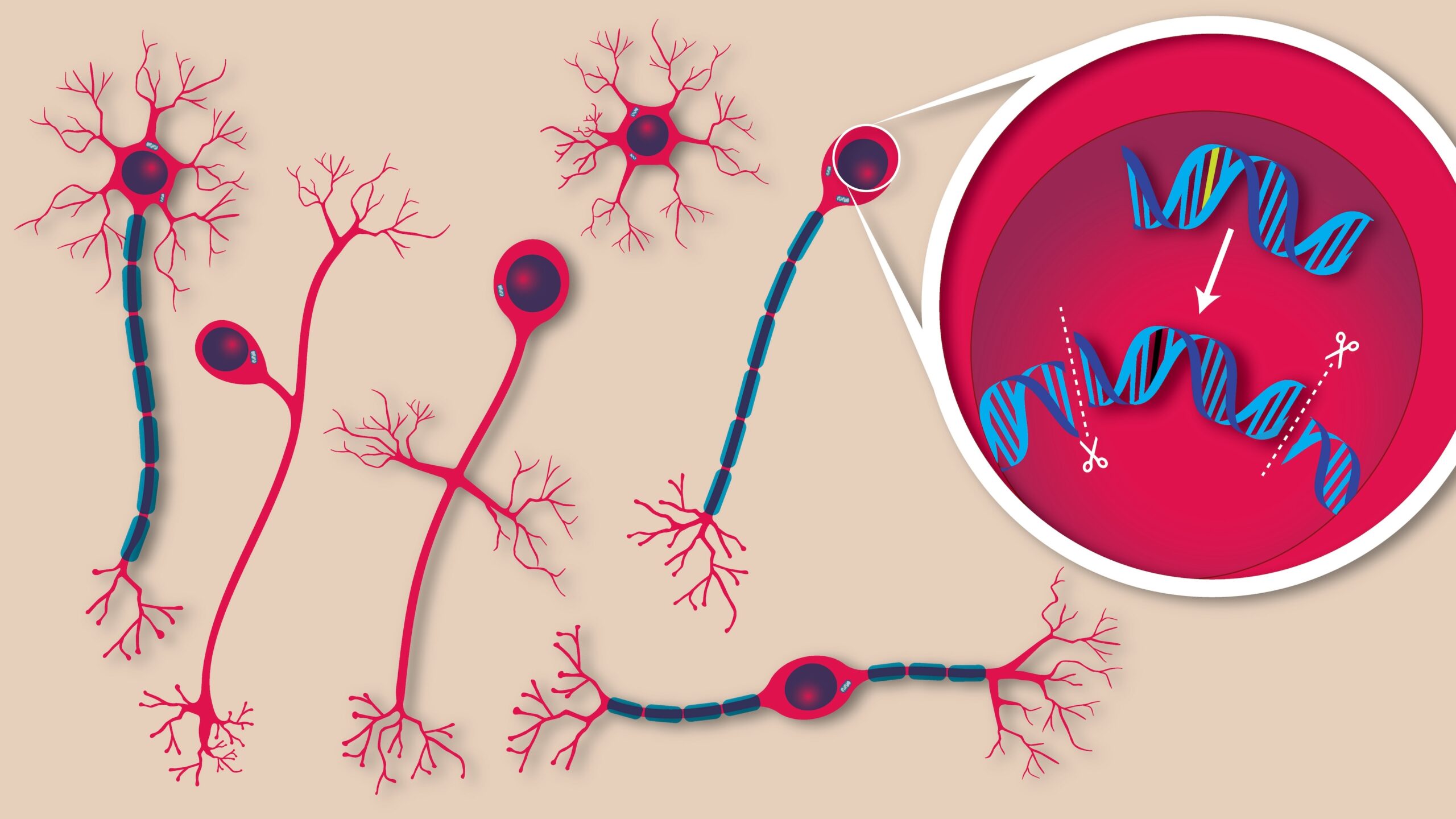 GENbio's tweet card. Prime editing corrects the most common genetic mutations that cause alternating hemiplegia of childhood (AHC), a rare and severe neurological disorder.