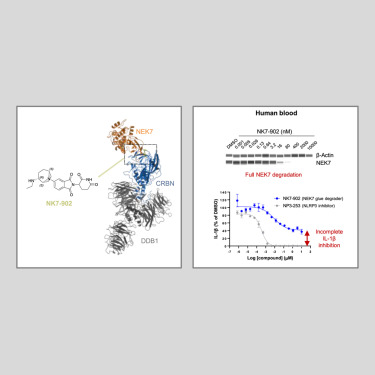 CellChemBiol's tweet card. Sylvain et al. identified NK7-902, a potent NEK7 degrader. While NK7-902 effectively degrades NEK7 in human and murine systems, inhibition of NLRP3 activity varies by context. This study deepens...