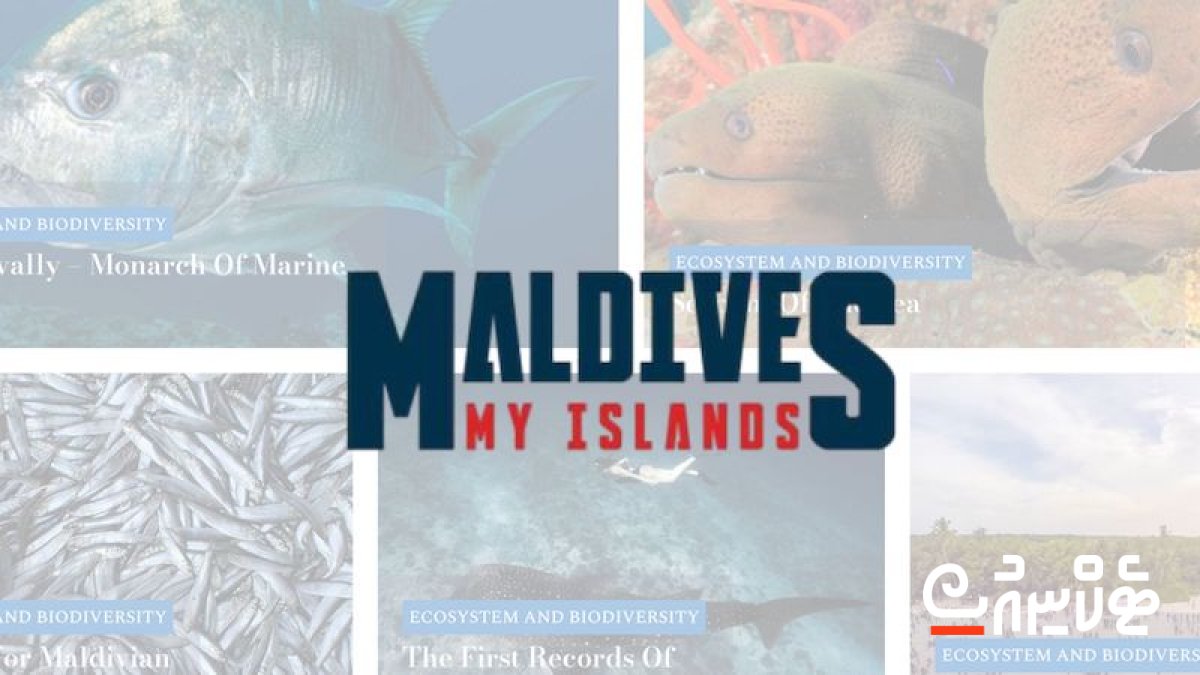 technewsmv's tweet card. Maldives My Islands: Dhivehiraahjjeyge vettaai dhirey thakehcchah khaasa website