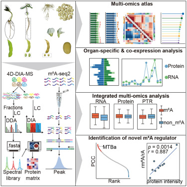 CellGenomics's tweet card. Yang et al. present a proteome and m6A methylome atlas encompassing diverse soybean organs. They explore the role of m6A in post-transcriptional protein regulation in soybeans and demonstrate that...