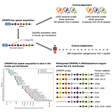 AnniZLab's tweet card. An-Ni Zhang et al. quantify spacer acquisition rates in human gut microbial species, showing that spacer acquisition is rare. This finding challenges the use of CRISPR arrays for predicting host-ph...