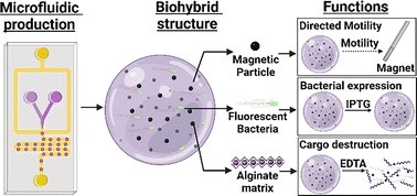 ContiniClau's tweet card. Bacterial biohybrids use bacterial and synthetic components for biotechnological applications. Here, we outline an adaptable and high-throughput microfluidic platform to create microscale biocontai...
