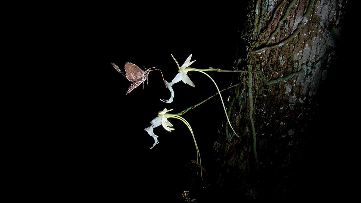 MaxChesnes's tweet card. Federal wildlife officials estimate there are fewer than 1,000 ghost orchids remaining in the United States.