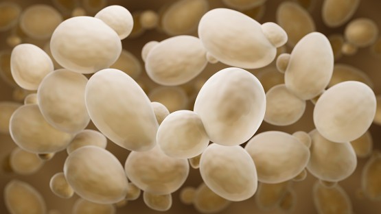 CornellGrad's tweet card. Cornell researchers have found that peaceful microbes are more likely to thrive, and their more aggressive peers perish, if their environment is harsh or experiences violent disruptions.
