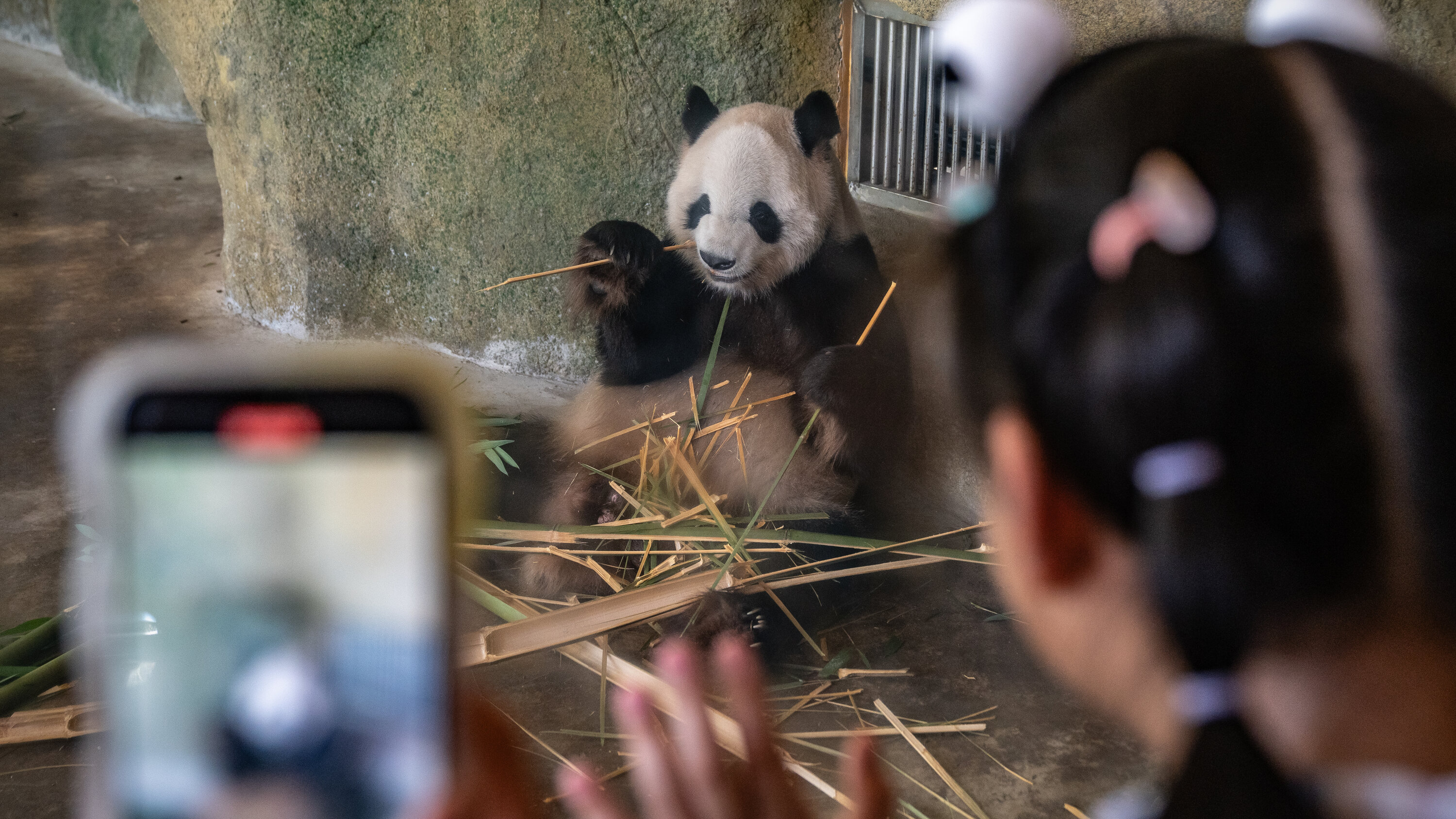 xinwenfan's tweet card. In the 1990s, China began sending pandas to foreign zoos to be bred, in the hope that future generations could be released into the wild. It hasn’t gone as planned.
