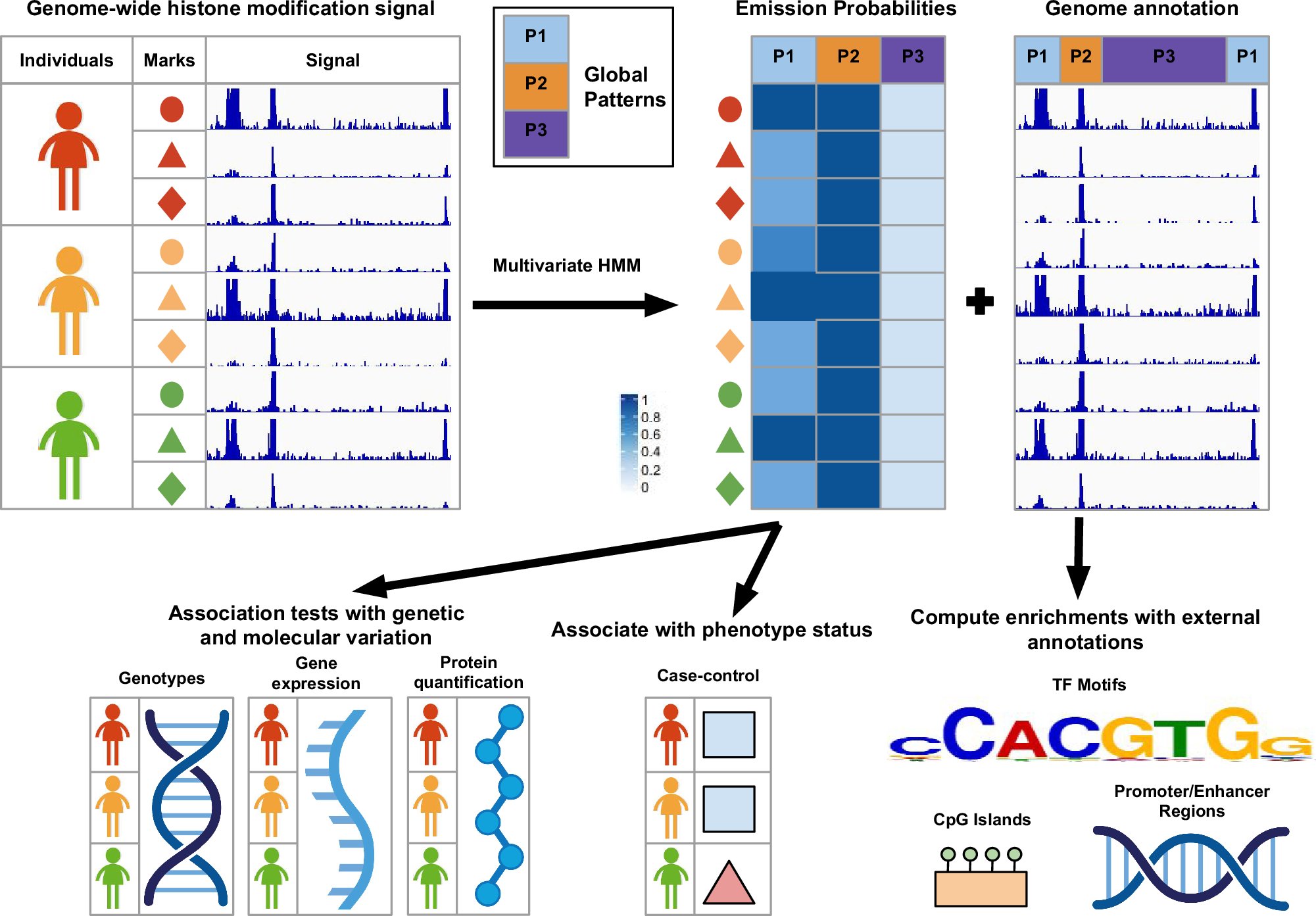 JasonErnstLab's tweet card. Communications Biology - Recurring genome-wide patterns of epigenetic mark variation across individuals learned through computational modeling relate to external measures of molecular variation and...