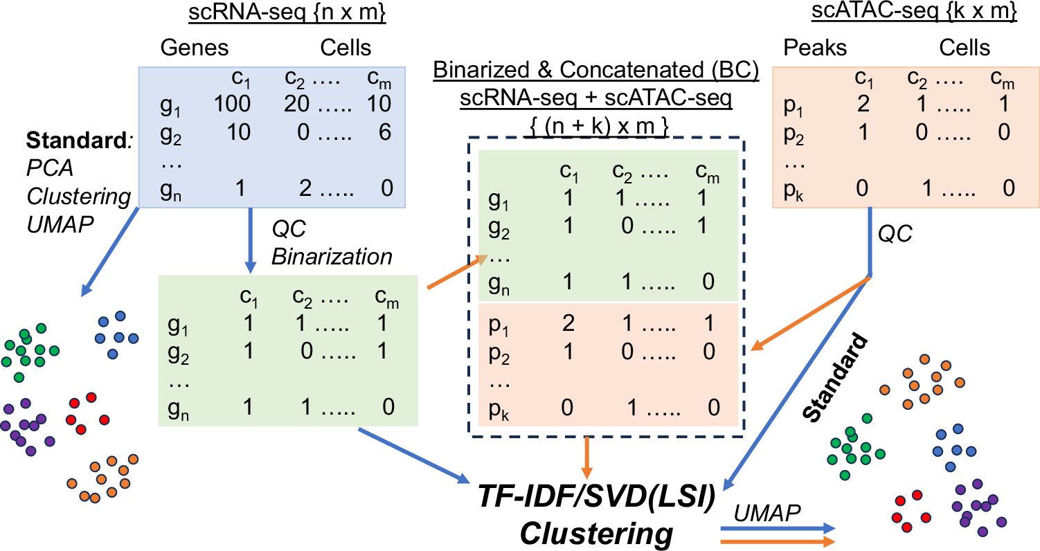 sgqcheng's tweet card. Nature Communications - Individual data types in a single cell multi-omic assay are often processed and clustered independently before combined for further analysis. Here, authors showed that...