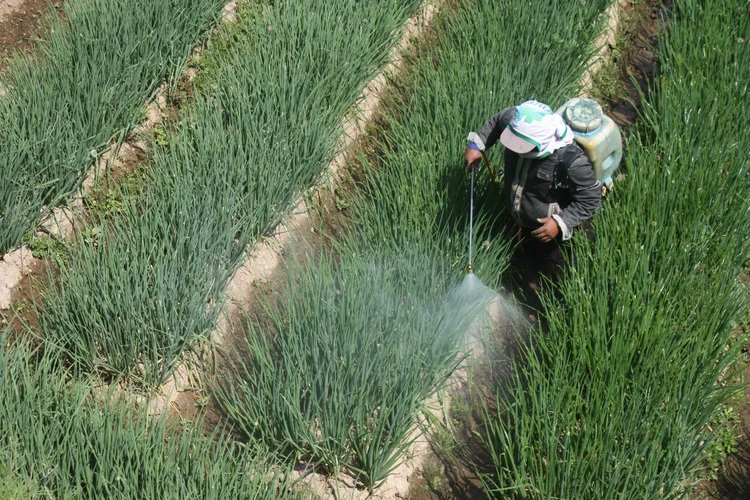 GeographicalMag's tweet card. Nine pesticides, used in grape cultivation, exceed the threshold levels set for chemicals in the atmosphere