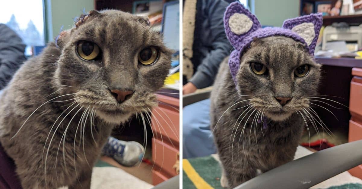 ColeTheBlackCat's tweet card. This rescue cat had to have her ears amputated, but a pair of crocheted ears from a thoughtful cat lover helped her find the perfect family.