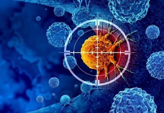 UCDavisNews's tweet card. An evolutionary change in an immune protein, Fas Ligand, makes it vulnerable to inactivation from a tumor-associated enzyme, plasmin. The insight may lead to better cancer treatments.