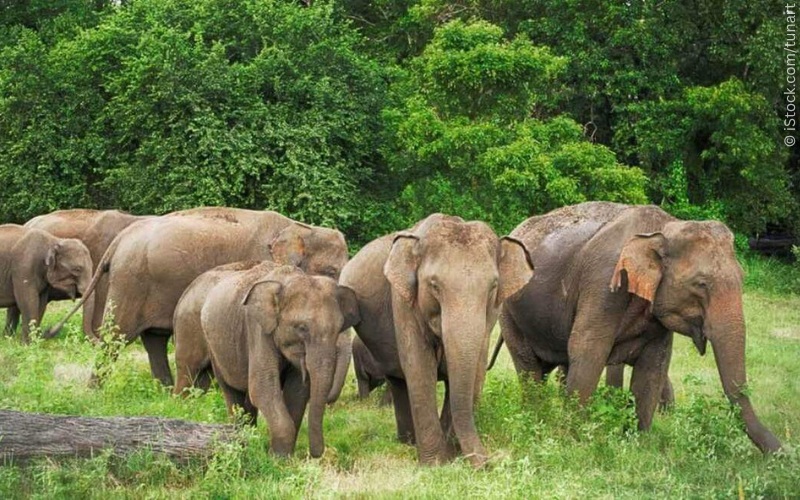 plutosavior's tweet card. More than 50 major companies have stopped selling experiences that exploit elephants. Please urge Rustic Pathways to follow their lead.