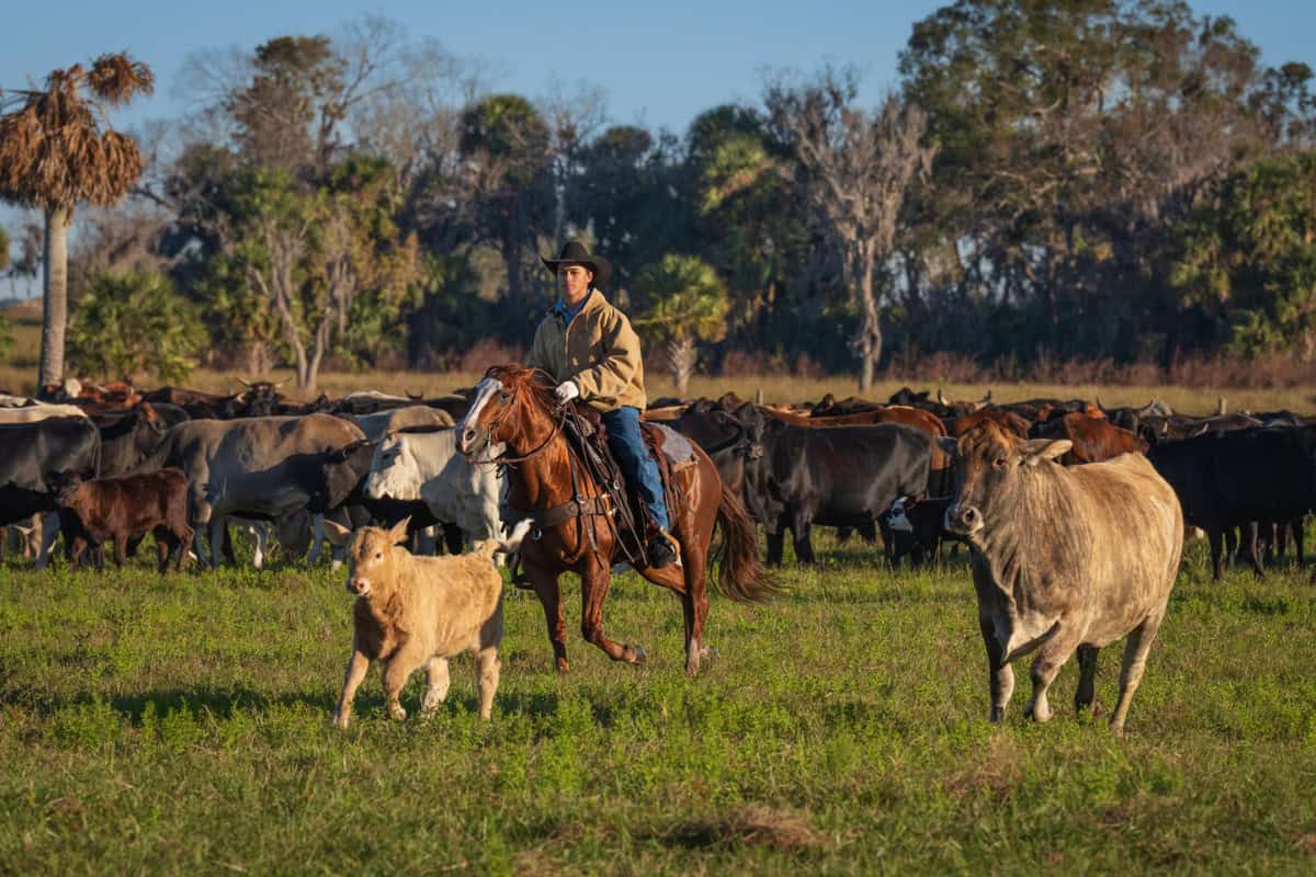 FLVoiceNews's tweet card. Florida Agriculture Commissioner Wilton Simpson is applauding U.S. Agriculture Secretary Brook Rollins for approving more than $675 million in federal disaster funds to help the state's farmers...