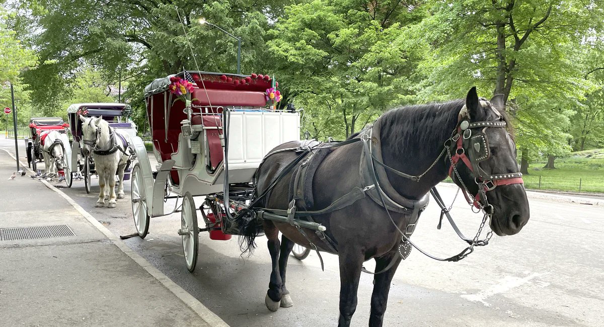 Gothamist's tweet card. Prosecutors charged the driver after his horse collapsed.