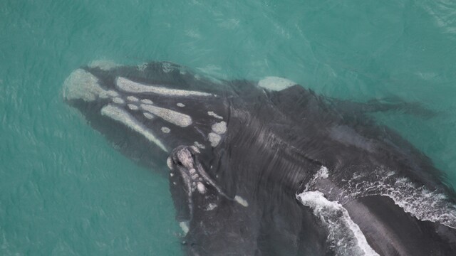 MRI_Whale_Unit's tweet card. As a global consortium of SRW researchers, we rely on decades' worth of irreplaceable photo-identification datasets to assess conservation status. Unfortunately, current photo-ID processing systems...
