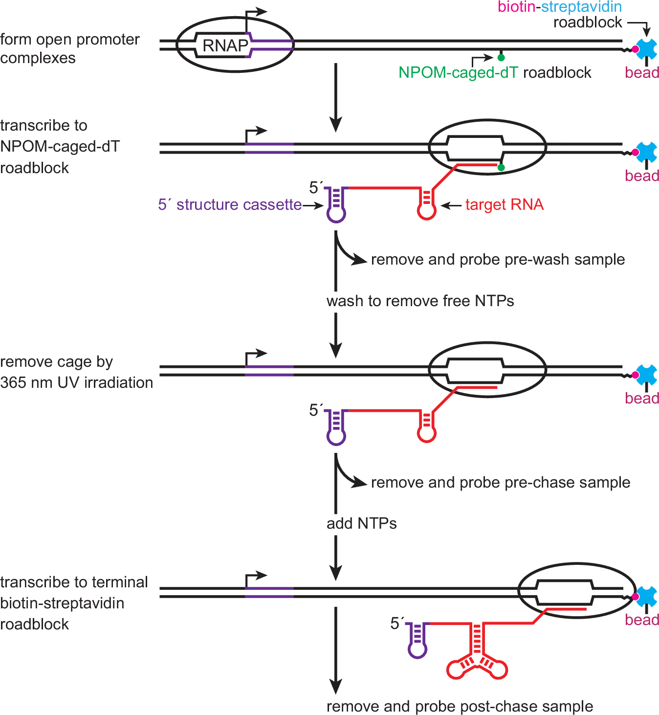 AdrienChauvier's tweet card. Nature Communications - Cotranscriptional RNA folding pathways often involve the sequential formation of folding intermediates as RNA emerges from an RNA polymerase. Here the authors develop an RNA...
