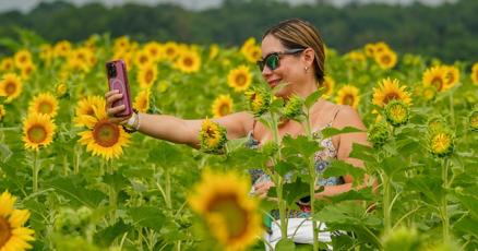 fauquiernow's tweet card. Burnside Farms’ “Summer of Sunflowers” festival is running until mid-August, featuring sunflower-picking, street performances, live music and a giant foam pit between 6 and 7 p.m. Fridays. For a...