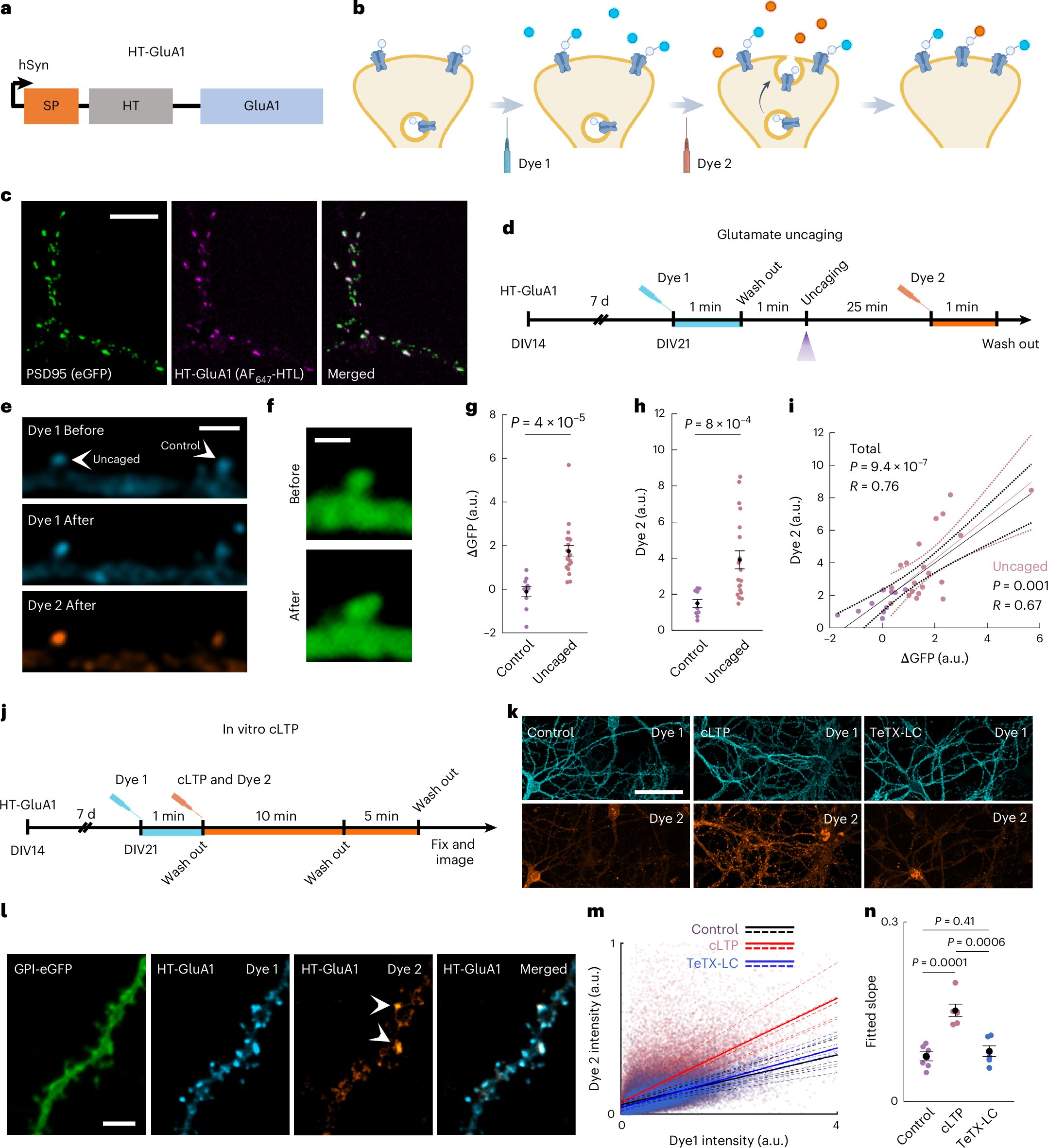 Pignatelli_Lab's tweet card. Nature Neuroscience - Kim and coworkers describe a technique, EPSILON, to map AMPA receptor exocytosis, a proxy for synaptic plasticity, in mice. The authors demonstrated a correlation between AMPA...