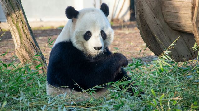 strnr's tweet card. In a new perspective article, scientists argue that genome engineering could be used to support conservation efforts for endangered species, by helping aid the restoration of lost genetic diversity.