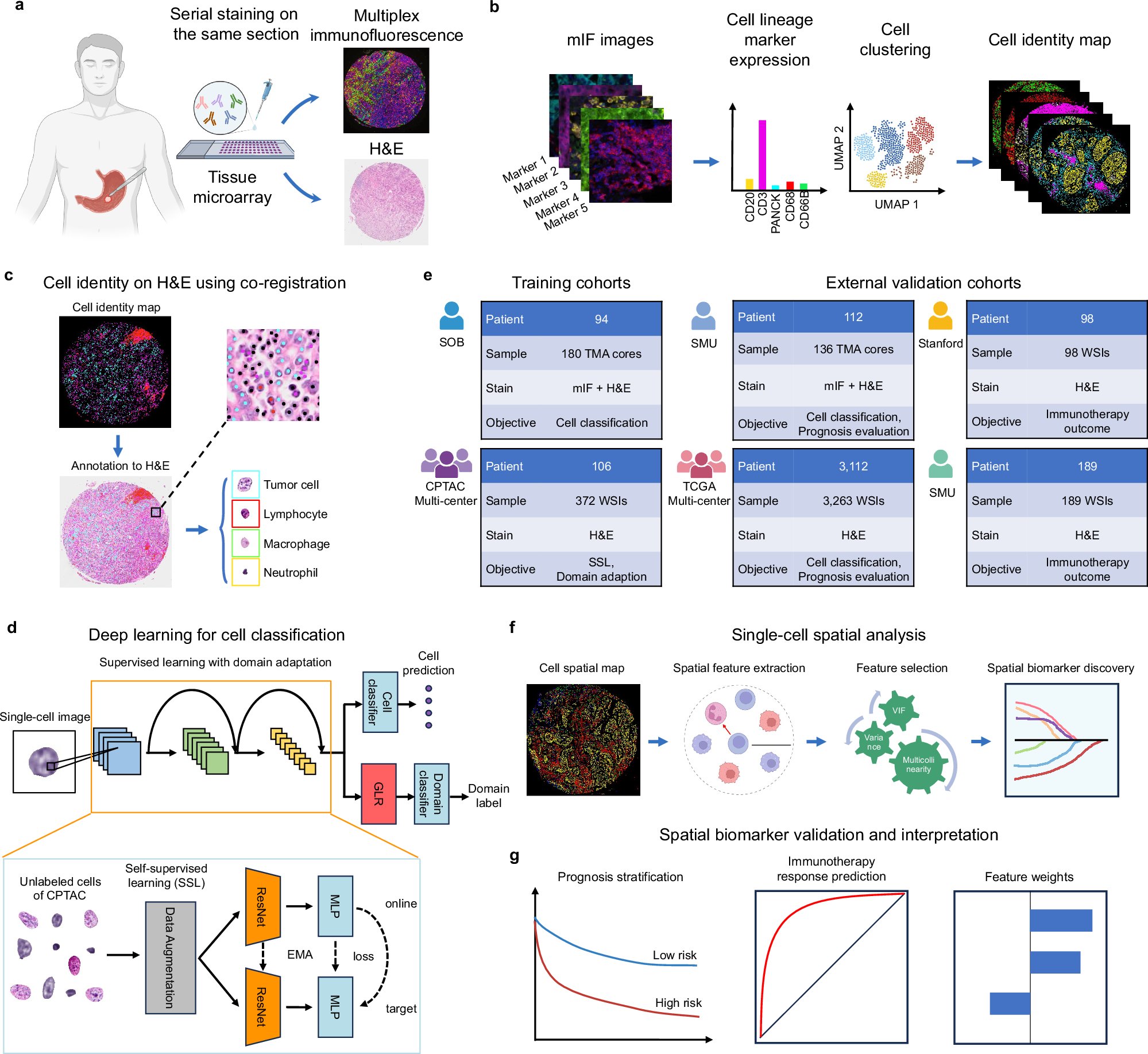 sgqcheng's tweet card. Nature Communications - Histopathology is essential for diagnosing cancer, but cell annotation remains unreliable and inefficient. Here, authors develop a method using deep learning and...